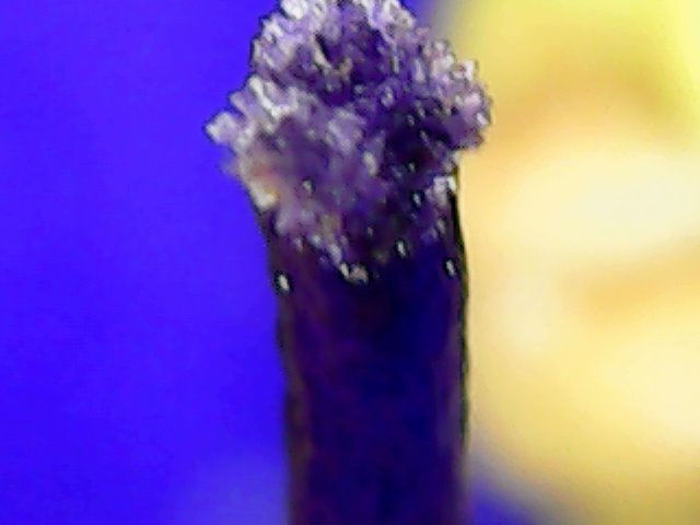 Thumbnail: Digital USB Microscope - 1600x w/3-way USB Connectors