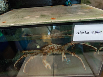 LetSea142.jpg