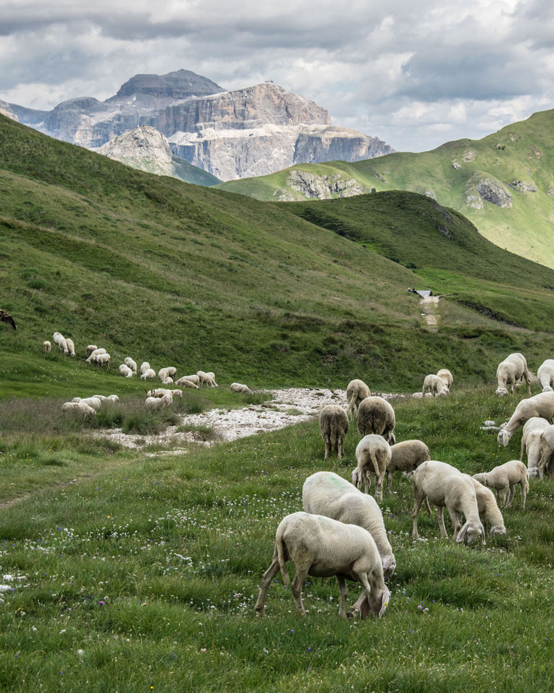 Alpe di Siusi & Rosengarten Classic Trek