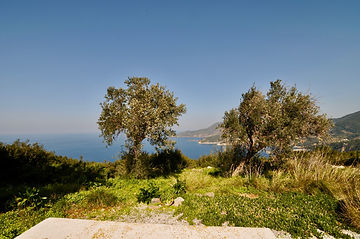 Olive trees on a hill with sea behind