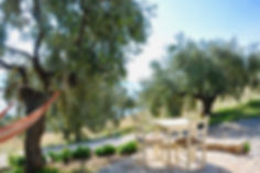 Olive trees with a table and two chairs.