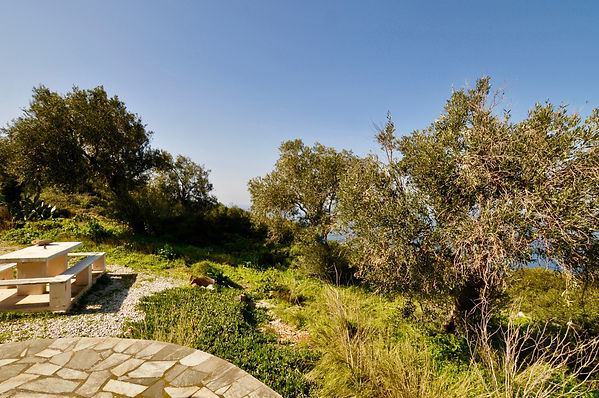 Garden with olive trees