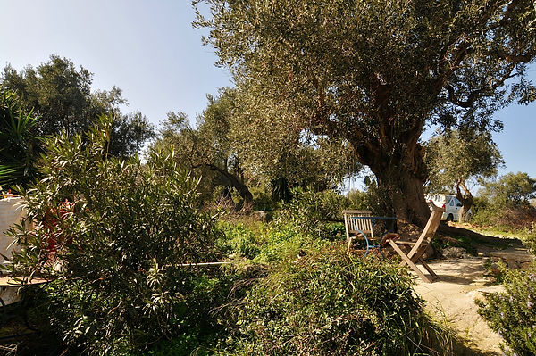 Table and chairs under olive tree