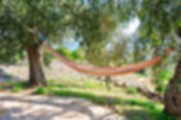 Hammock between two olive trees.