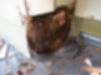 Wood Rot