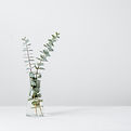 green fern plant inside clear glass vase_edited.jpg
