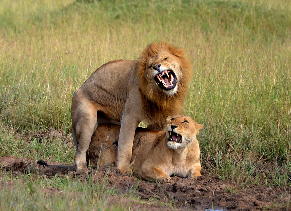 Lions in Masai Mara