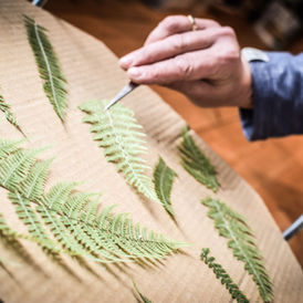 Einer Hand legt Farne mit einer Pincete auf einer Blumenpresse