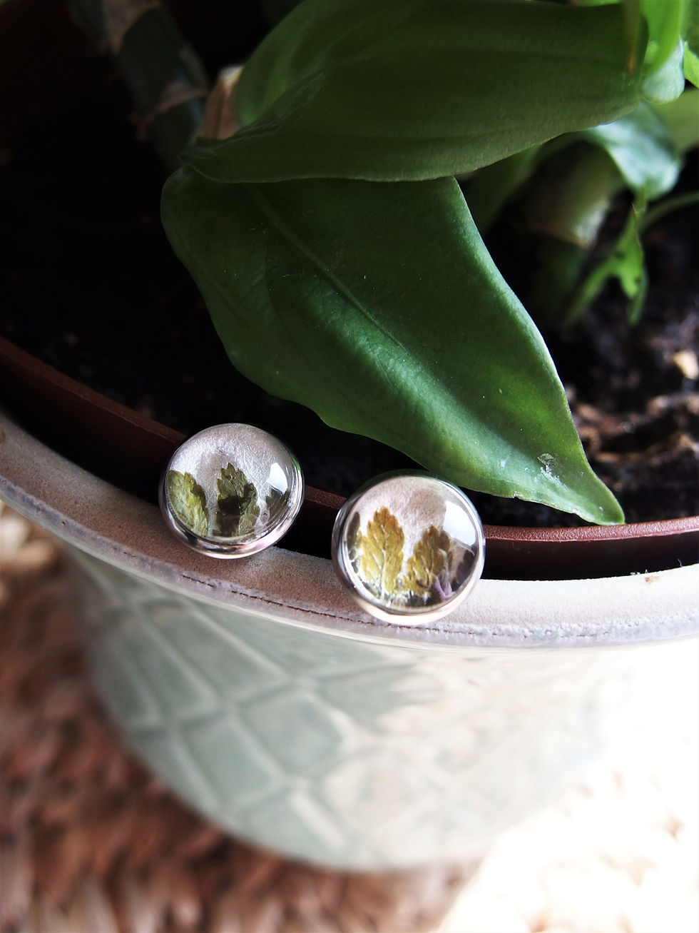 Miniaturbild: Ohrstecker Edelstahl mit echtem Farn hinter Glas auf Blumentopf fotografiert, Fassung 12mm (Sterchenlieb)