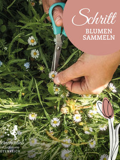Hände schneiden Blumen. Schritt 1 Blumen sammeln.