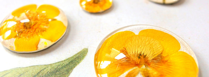 Glascabochons mit echten Hahnenfussblüten