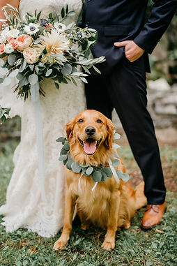 dogs at weddings west midlands