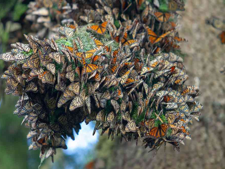 Disminuye la presencia de mariposas Monarca en los bosques mexicanos de hibernación
