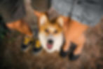 cute-welsh-corgi-dog-outdoor-dog-portrait-pet-on-2023-11-27-04-59-42-utc.jpg
