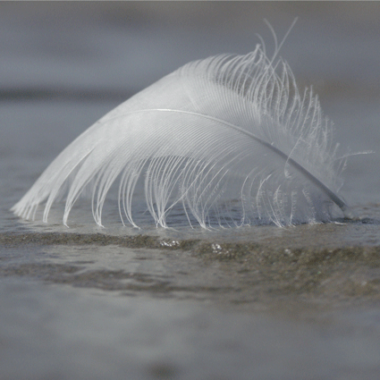 plume, écriture