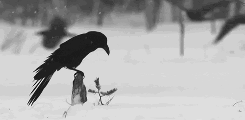 giphy (1).gif