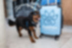 Airline PadsPass Digital Pet Passport
