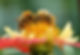 two bumble bees head to head iStock-1364248691.jpg