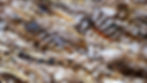 Owl pen feathers Catrin Haze AustiStock-893426904_edited.jpg
