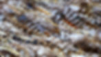 Owl pen feathers Catrin Haze AustiStock-893426904ORIGINAL.jpg