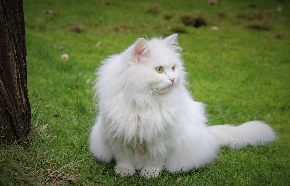 Sibirische Katze Palaisdhiver Neige Maran