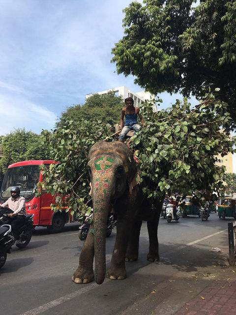 Ahmedabad_Elefant.jpg