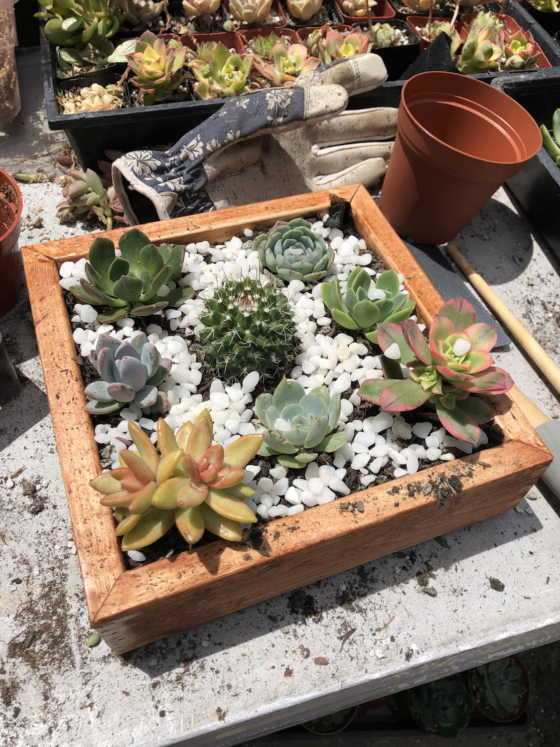 Wood succulent planters