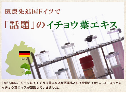 ドイツで話題のイチョウ.jpg