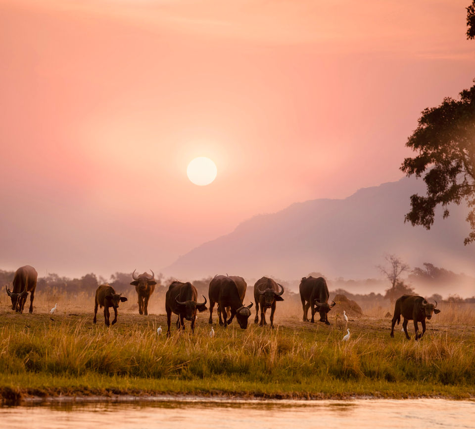 Animals at sunset in the African bush