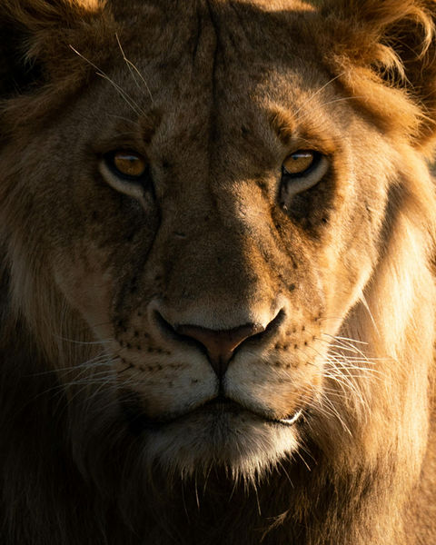 King of the bush