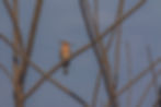 Common Hoopoe_CG6A4123-min.jpg