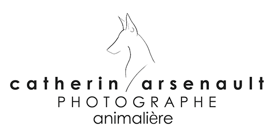 Photographe Pour Animaux Catherin Arsenault Photographe - 