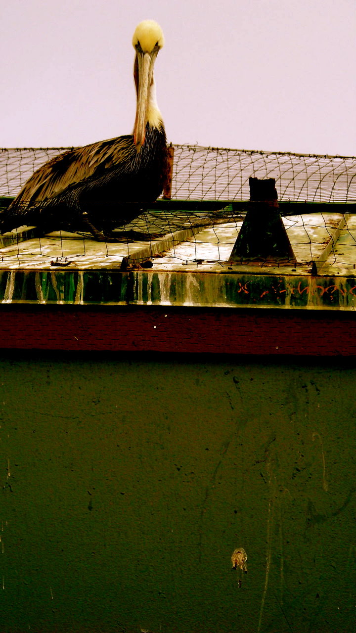 royal brown pelican 2