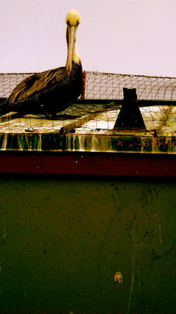 royal brown pelican 2