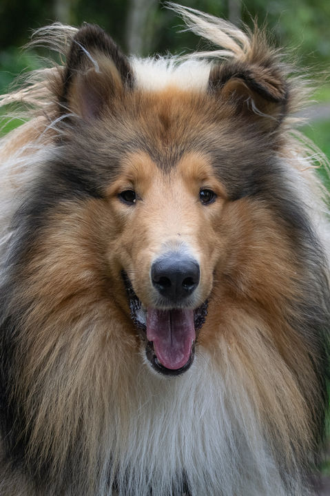 Foto hond op dierendag - Huisdierenfotografie