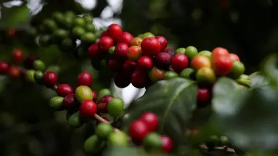 Phần V-Chương 4: Làn Sóng Thứ Ba – Từ Nhu Cầu Tiêu Dùng Đến Nghệ Thuật Thưởng Thức