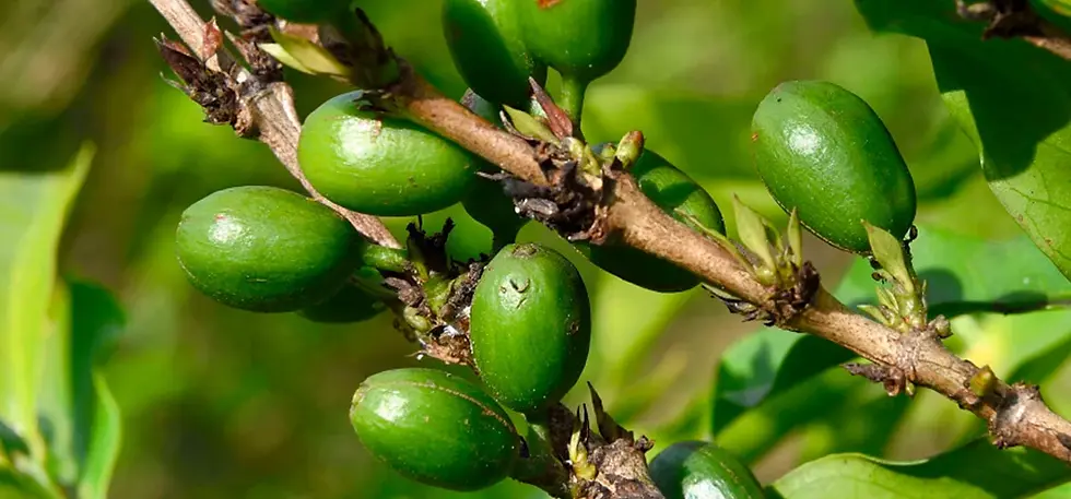 Phần II-Chương 1: Sidra, Một Cái Tên Đang Dần Được Nhắc Đến Nhiều Hơn