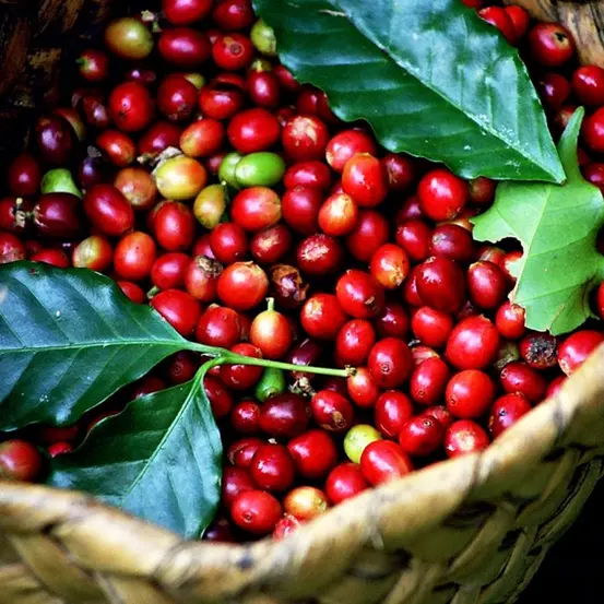Phần VI-Chương 2: Nền Tảng Của Cấu Trúc Hương Vị Kenya