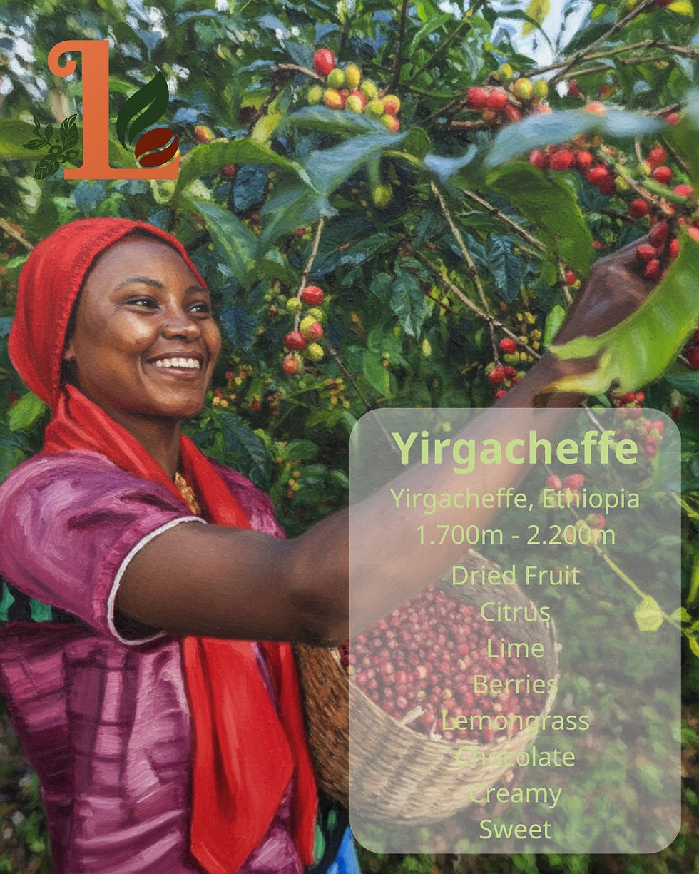 Chương 6: W. Yirgacheffe