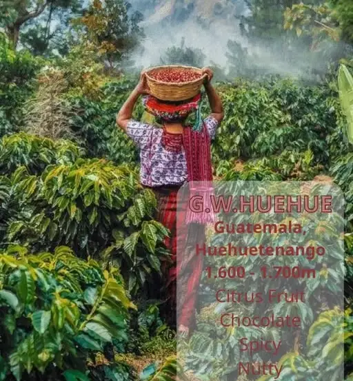 Chương 21: G. W. Huehue – Vị Cam Quýt Tươi Sáng Từ Độ Cao 1.700M