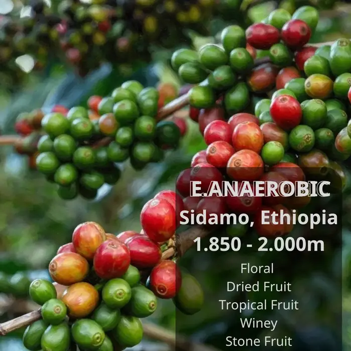 E. Anaerobic – Bản Giao Hưởng Từ Sidamo