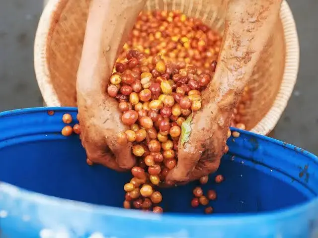Những Yếu Tố Làm Nên Co- Fermentation