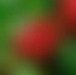 Phần V-Chương 3: Làn Sóng Thứ Hai – Cà Phê Và Không Gian Xã Hội Bản Địa