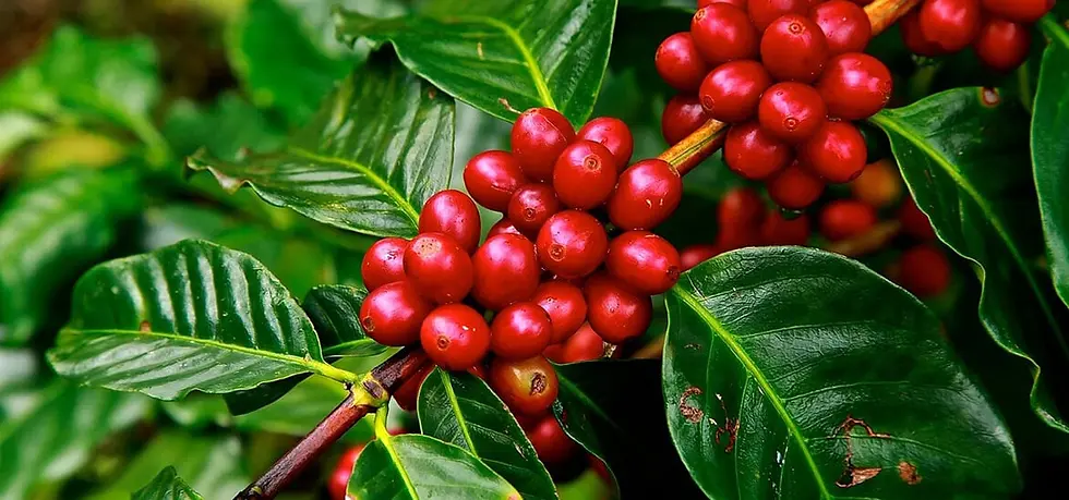 Phần V-Chương 3: Làn Sóng Thứ Hai – Cà Phê Và Không Gian Xã Hội Bản Địa