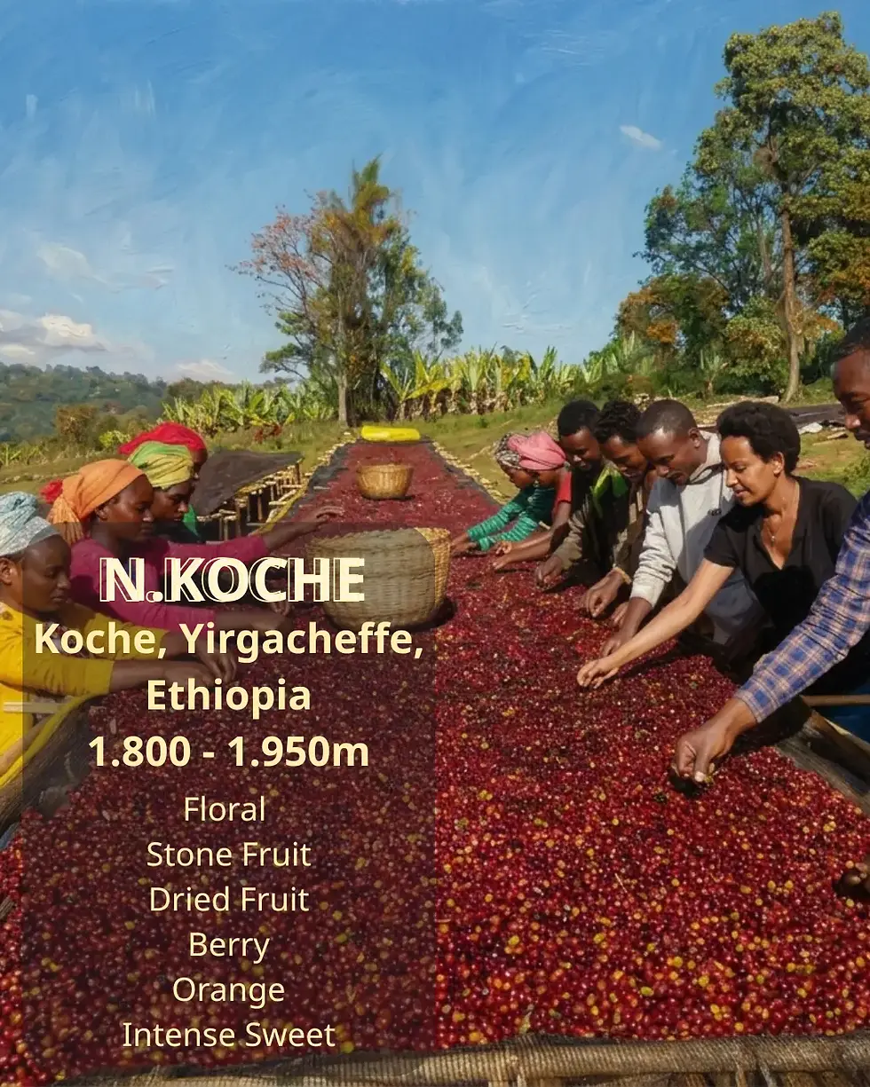 N. Koche – Dấu Ấn Của Giống Cà Phê Wolisho