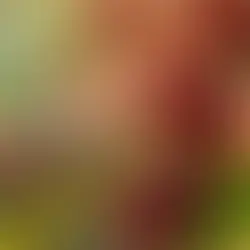 Phần VI-Chương 7: Karimikui - Nơi Di Sản SL Tìm Thấy Tiếng Nói Riêng