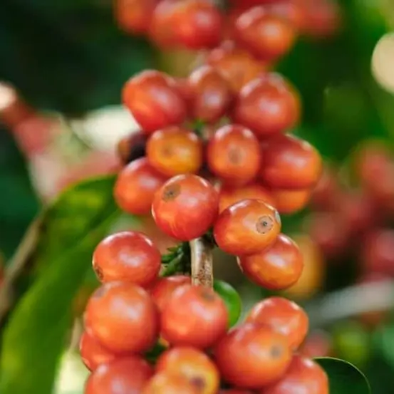 Chương 2: Pink Bourbon được phát hiện như thế nào ở Colombia?