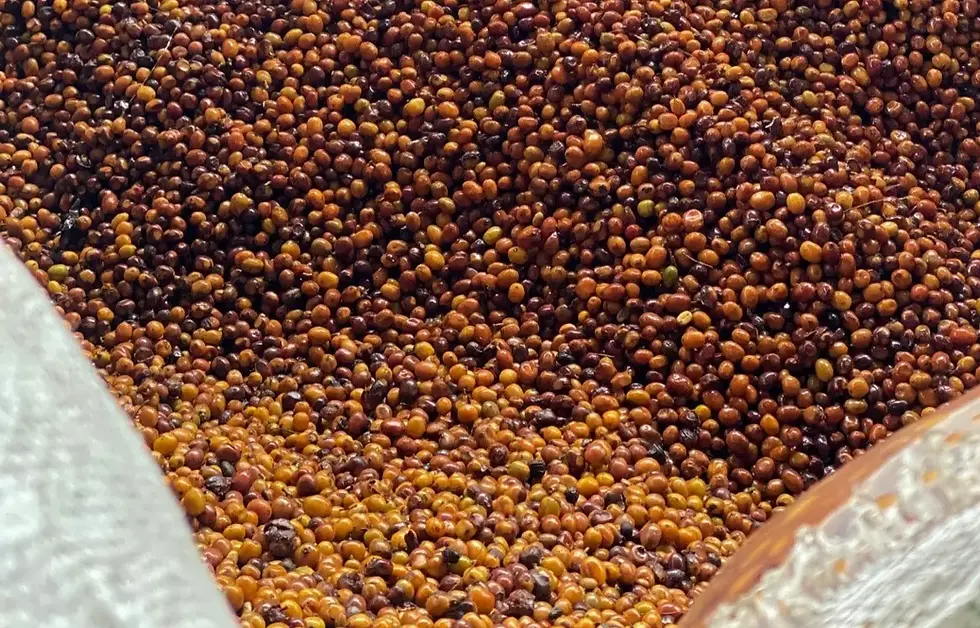 Co - Fermentation Là Gì?