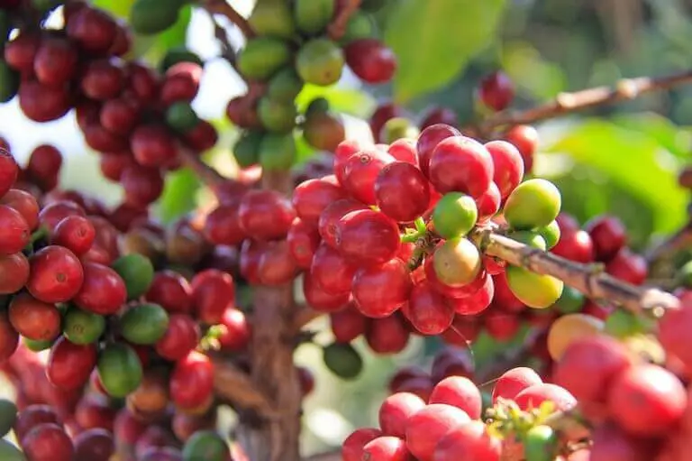 Phần III-Chương 4: Khi Di Sản Cổ Điển Viết Nên Tương Lai Arabica