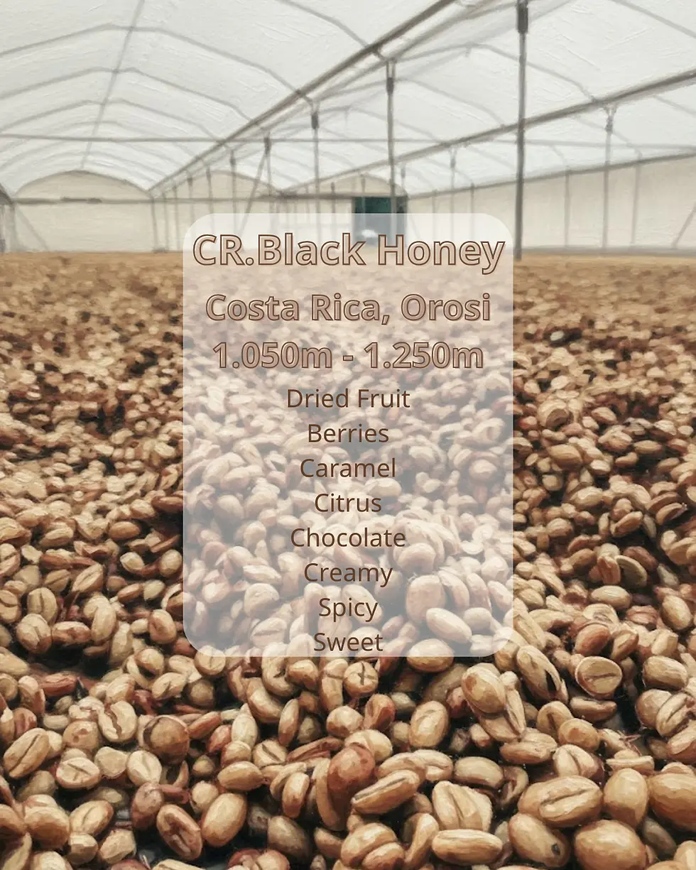 Chương 18: Costa Rica Black Honey